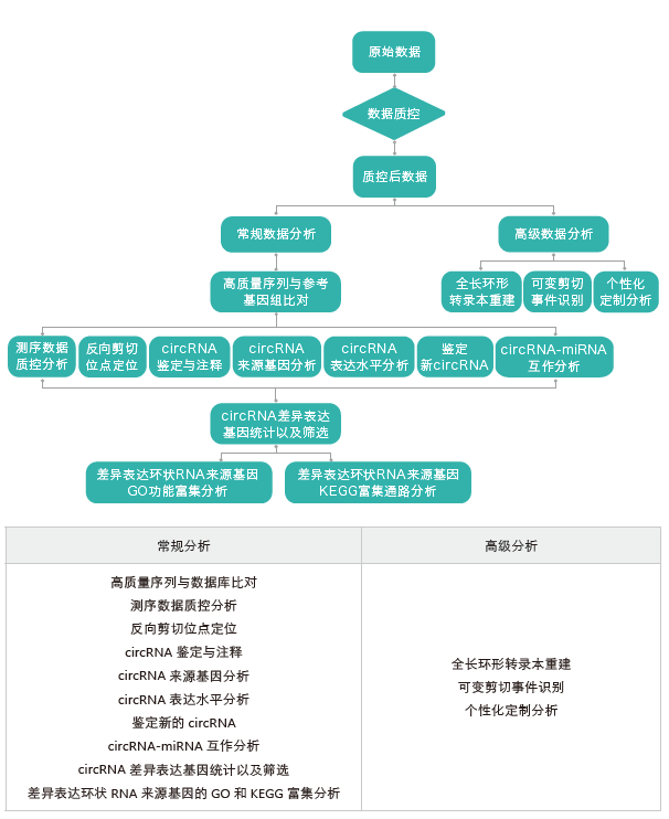 环状RNA（circRNA）测序-生信分析流程-盛煌娱乐之梦基因