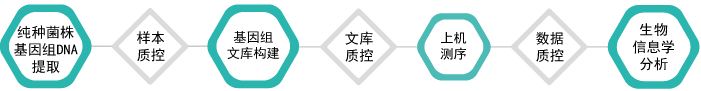 微生物基因组重测序-技术路线-盛煌娱乐之梦基因